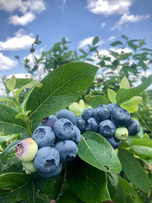 Cluster of humungous blueberries on a lush, green blueberry bush at Bennett Orchards. 